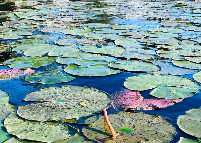 בית הארחה Vegan & Restaurant *